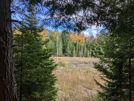 Small Town Natural: Hiking near Kinmount, Ontario, Canada (Altberg Wild Life Sanctuary Nature Reserve)